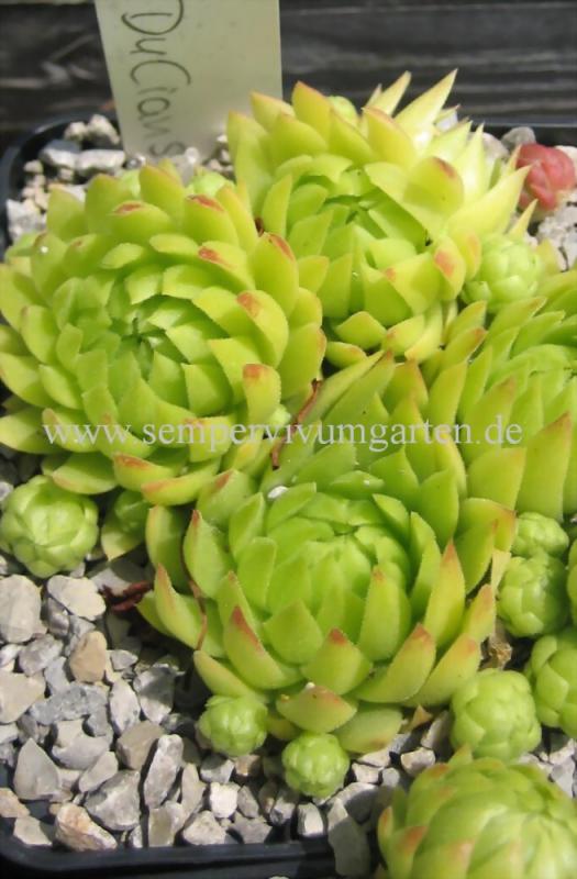 globiferum ssp. allionii from Gorges sup. du Cians