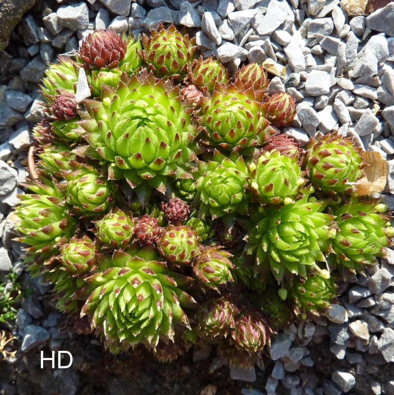 globiferum ssp. allionii from Gorges sup. du Cians