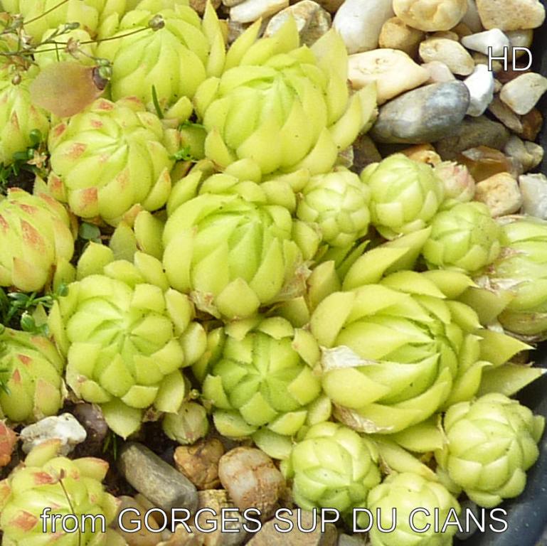 globiferum ssp. allionii from Gorges sup. du Cians