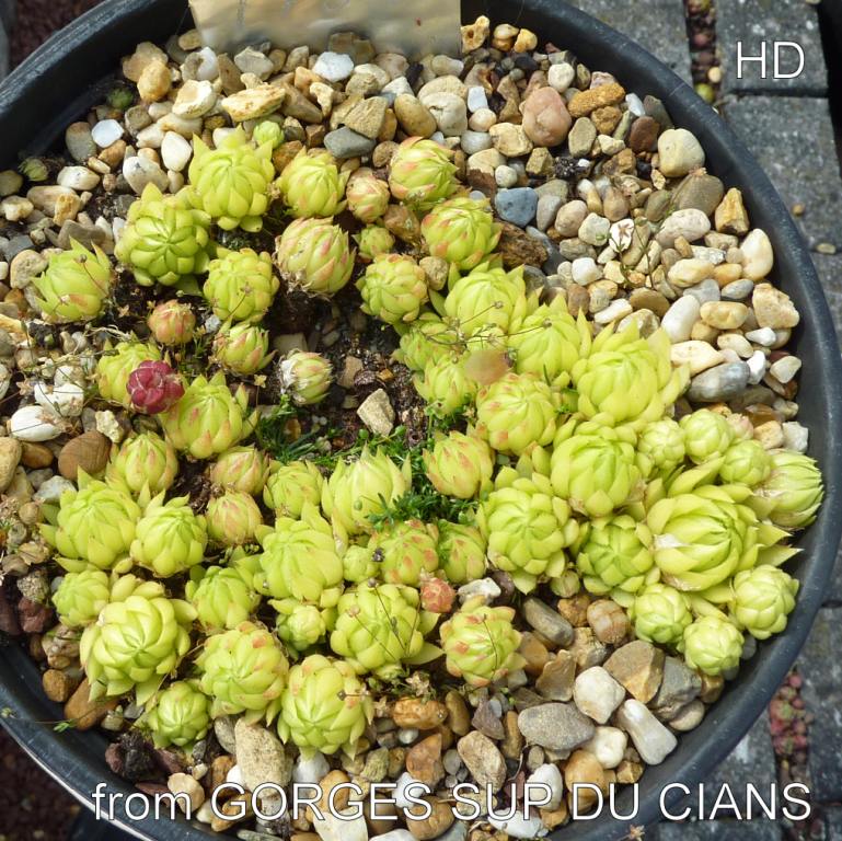 globiferum ssp. allionii from Gorges sup. du Cians