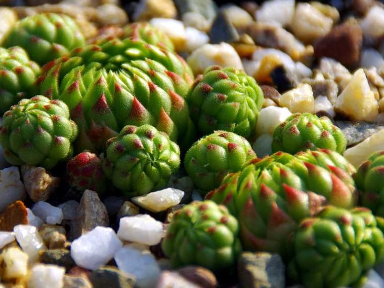 globiferum ssp. allionii from Gorges sup. du Cians