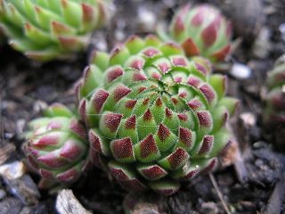 globiferum ssp. allionii from Gorges sup. du Cians