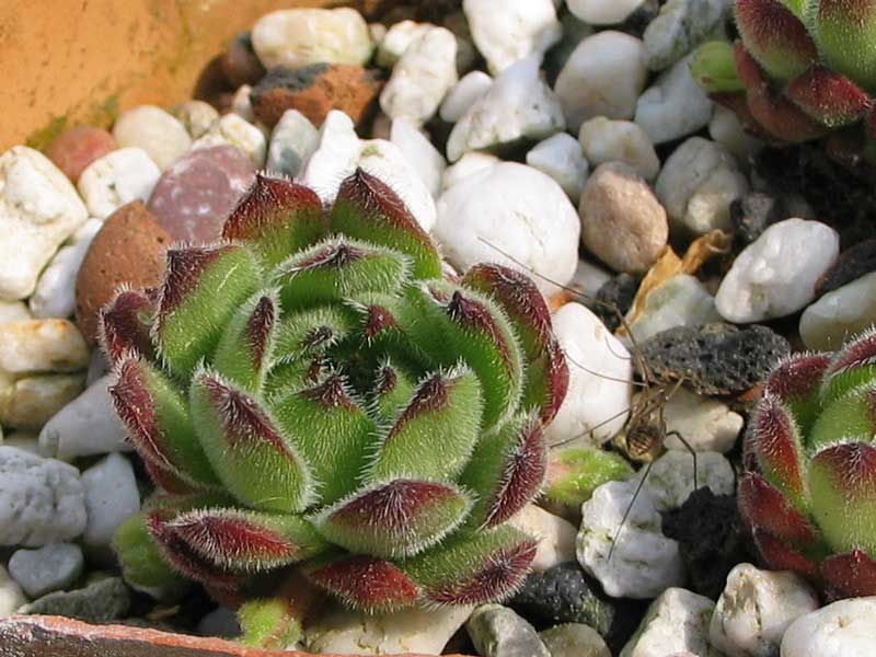 caucasicum (gracile)
