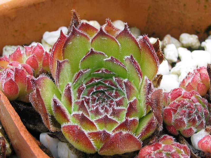 caucasicum (gracile)