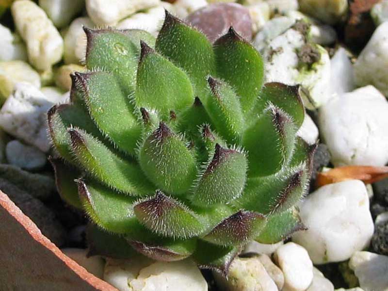 caucasicum (gracile)