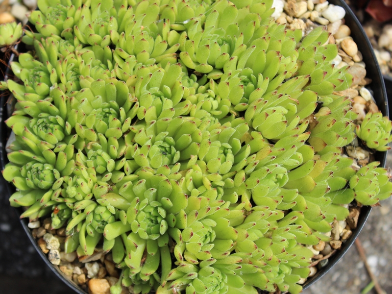 grandiflorum from Valle Quarazza (Typ B, PH966)