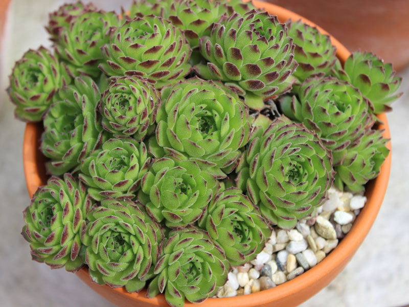 grandiflorum from Valle Locana (Typ PH 1175)