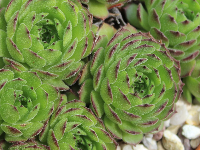 grandiflorum from Valle Locana (Typ PH 1175)
