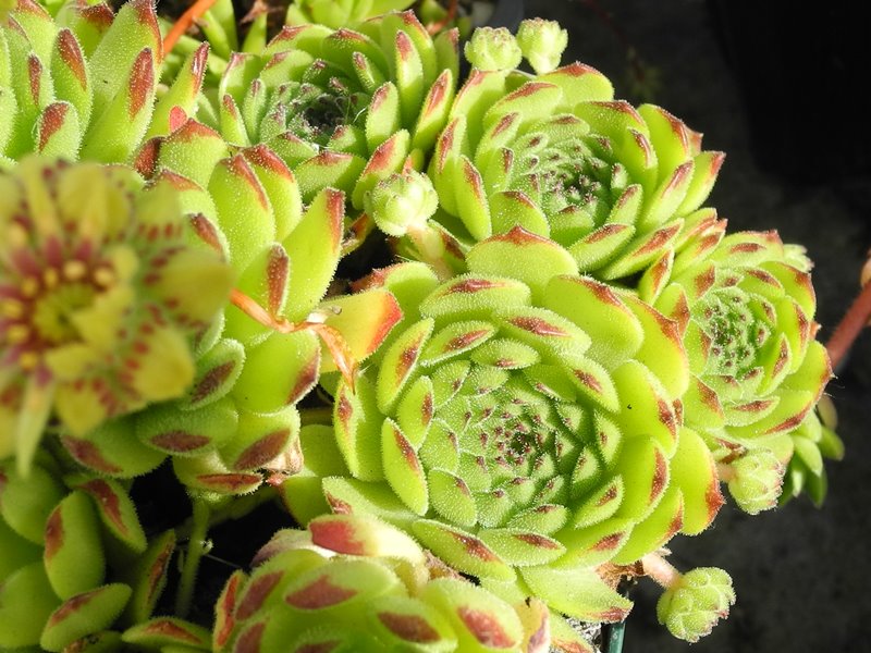grandiflorum from Valle Locana (Typ PH 1175)