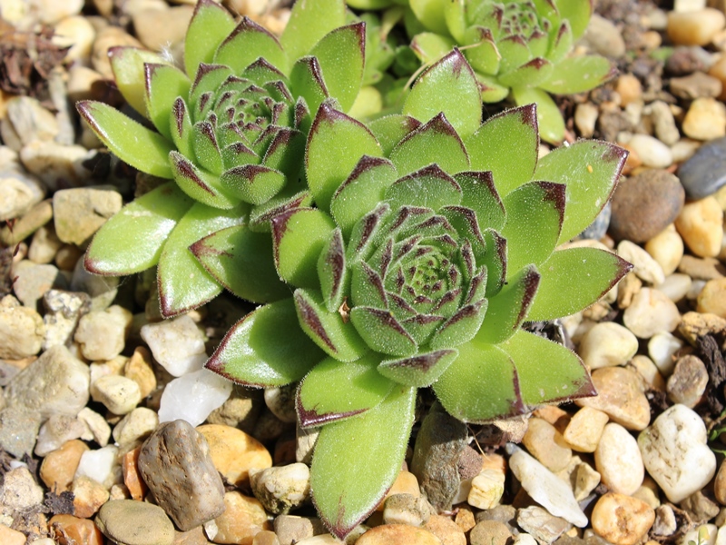 grandiflorum from Gran Paradiso