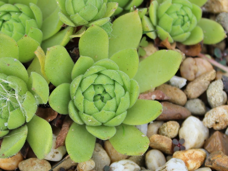 grandiflorum from Valtournenche