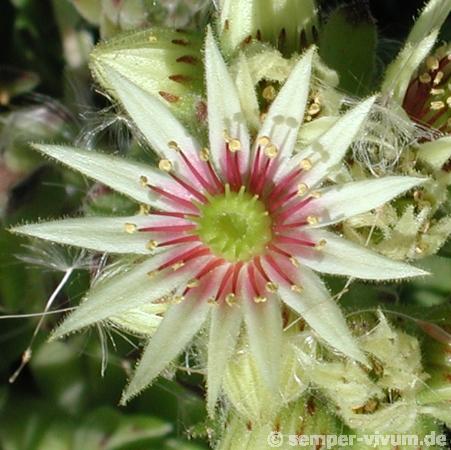 grandiflorum from Lillaz