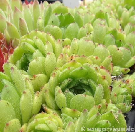 grandiflorum from Valle Locana (Typ PH 1175)