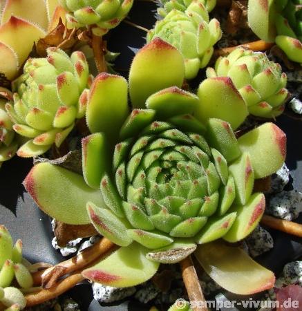 grandiflorum from Valle Locana (Typ PH 1170)