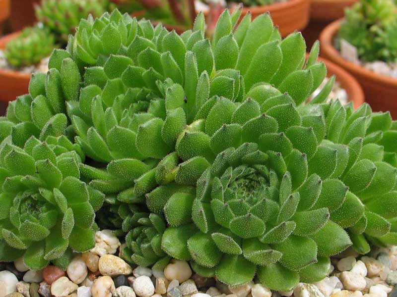 grandiflorum from Valle Locana (Typ PH 1175)