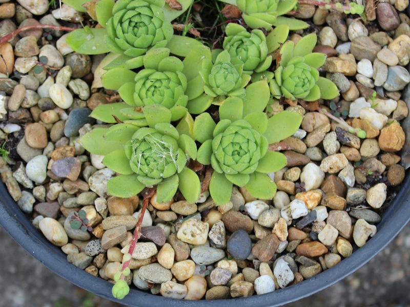 grandiflorum from Valtournenche