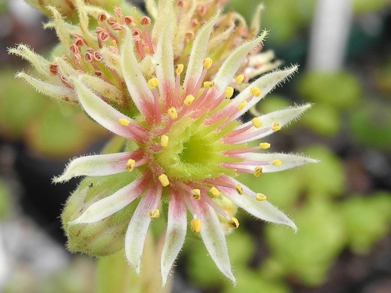 grandiflorum (gaudinii)