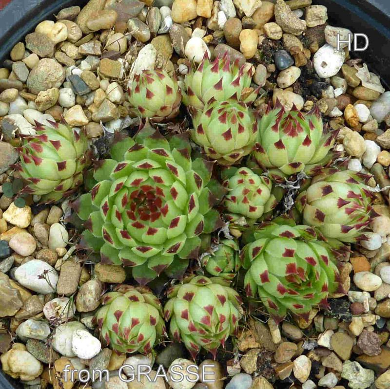 calcareum from Grasse