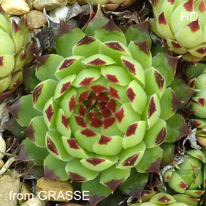 calcareum from Grasse