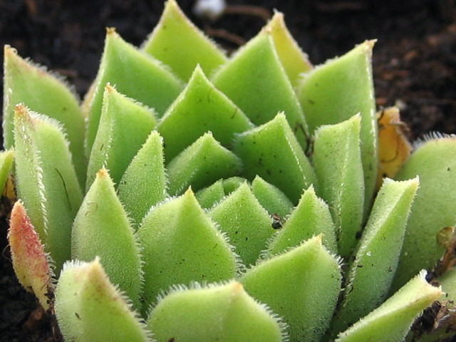 cantabricum ssp. guadarramense (gredosense) from Portilla del Rey