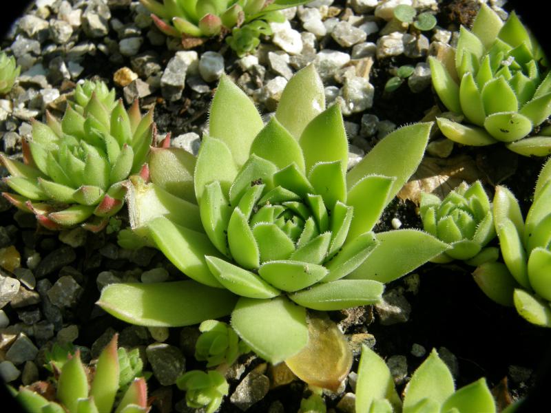 cantabricum ssp. guadarramense (gredosense) from Portilla del Rey