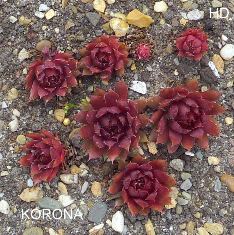 Korona