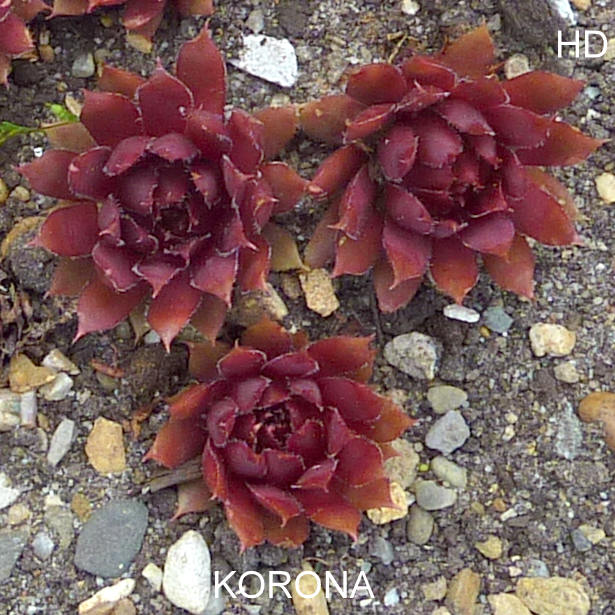 Korona