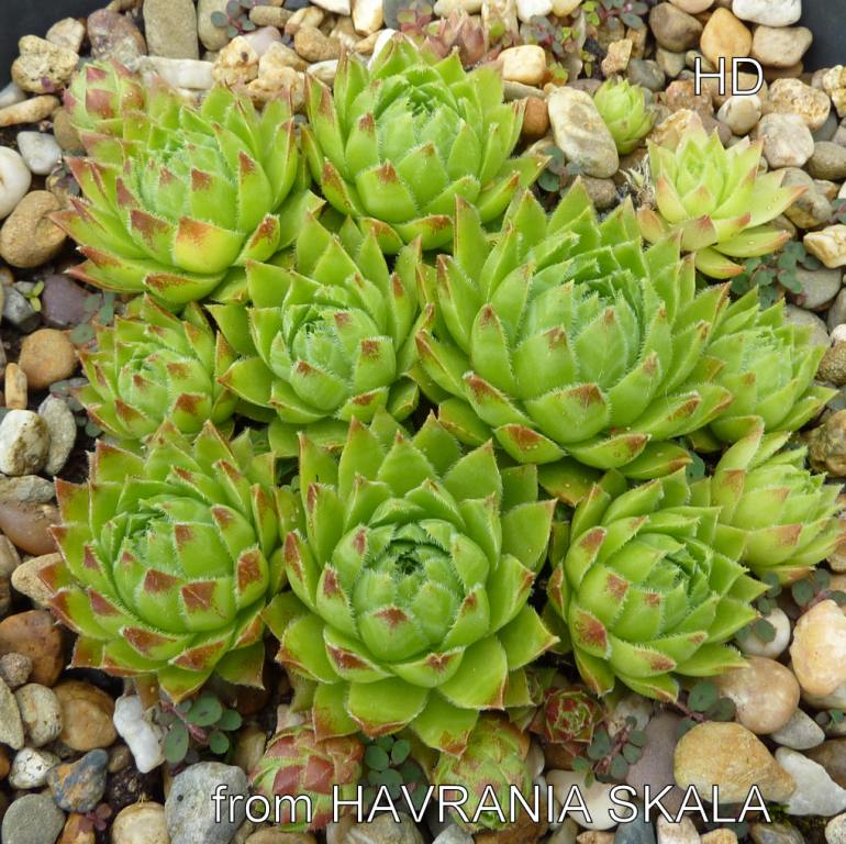 globiferum ssp. hirtum from Havrania Skala