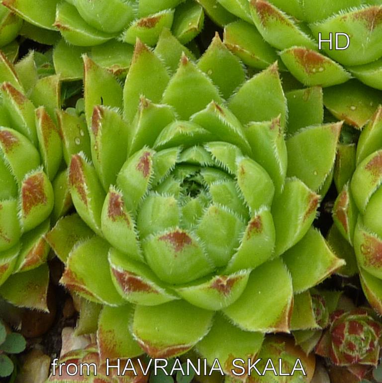 globiferum ssp. hirtum from Havrania Skala