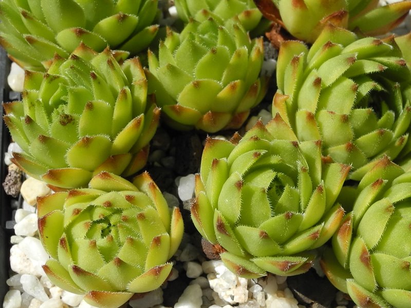 hayekii from Valle Locana No. 2 (Typ PH1184)