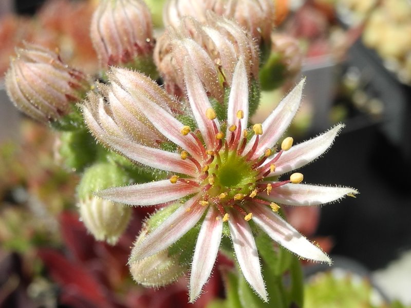 hayekii from Valle Locana No. 2 (Typ PH1184)
