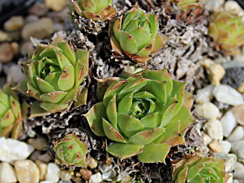 hayekii x S. arachnoideum from Valle Locana
