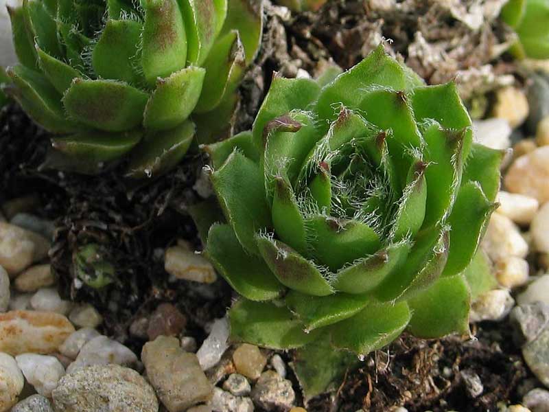 hayekii x S. arachnoideum from Valle Locana