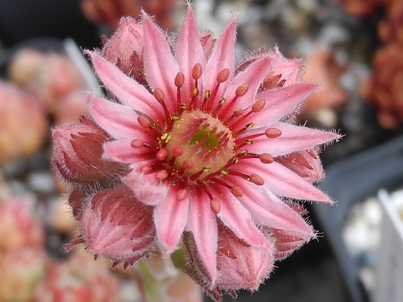 hayekii x S. arachnoideum from Valle Locana