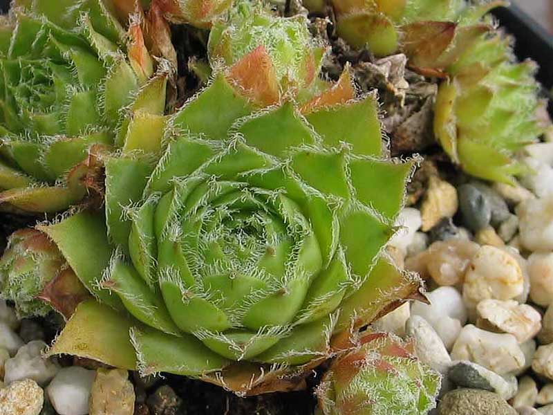 hayekii x S. arachnoideum from Valle Locana