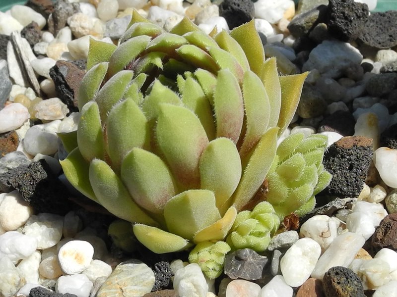 herfriedianum from Yusufeli-Sarigöl, 1350m