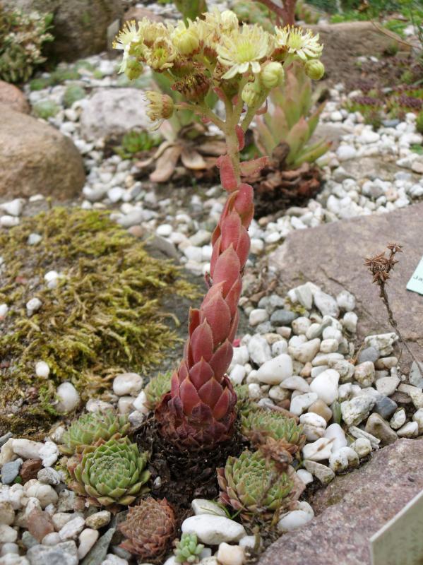 herfriedianum from Yusufeli-Sarigöl, 1800m