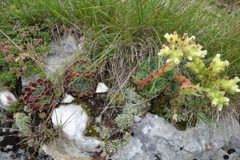 heuffelii from Durmitor NP