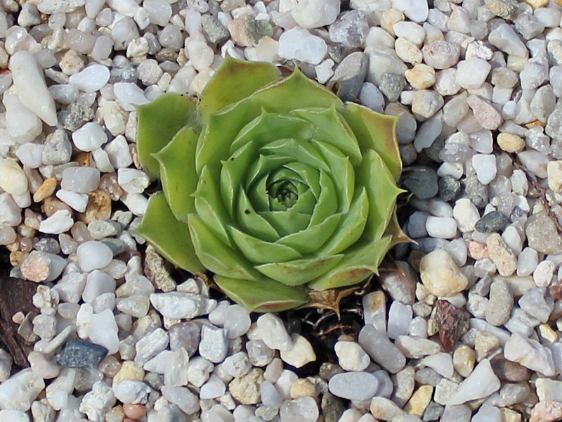 heuffelii from Radika