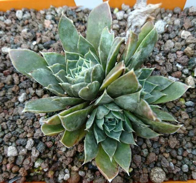 heuffelii from Partizansky Planina
