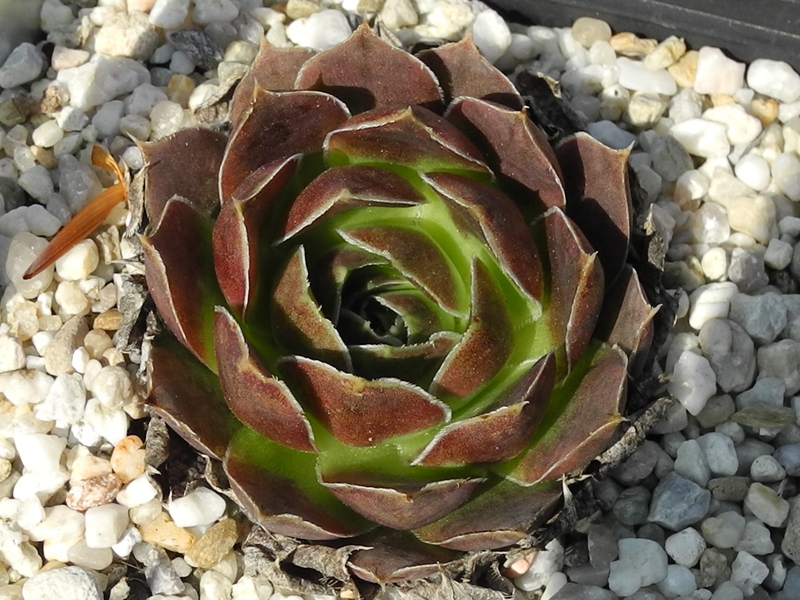 heuffelii from Maje e Ostrovicës (I)
