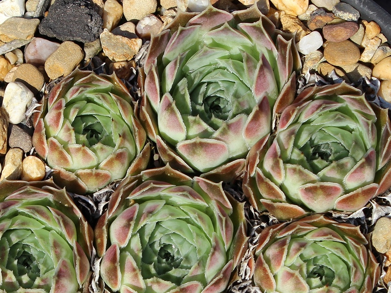 heuffelii from Skopje