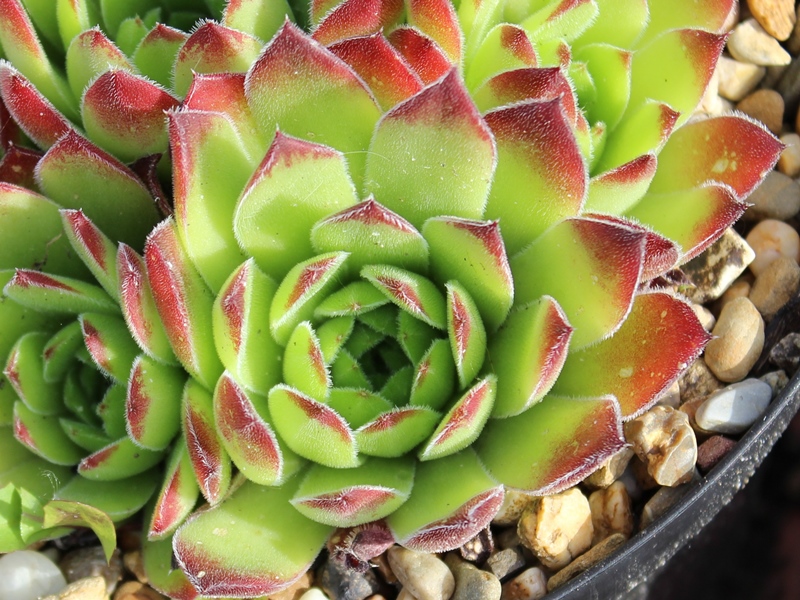 heuffelii from Karlovo