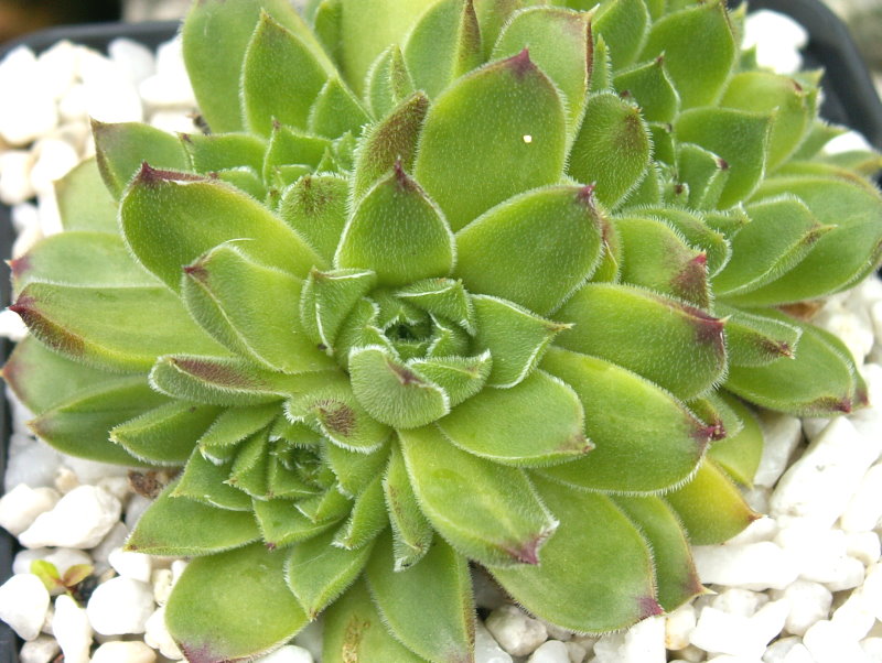 heuffelii from Pelister