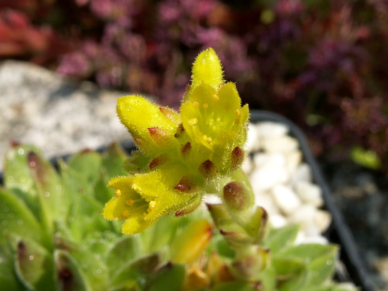 heuffelii from Pelister