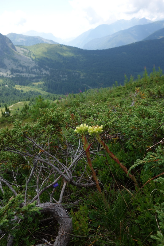 heuffelii from Hridski krš