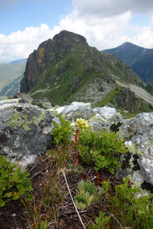heuffelii from Hridski krš