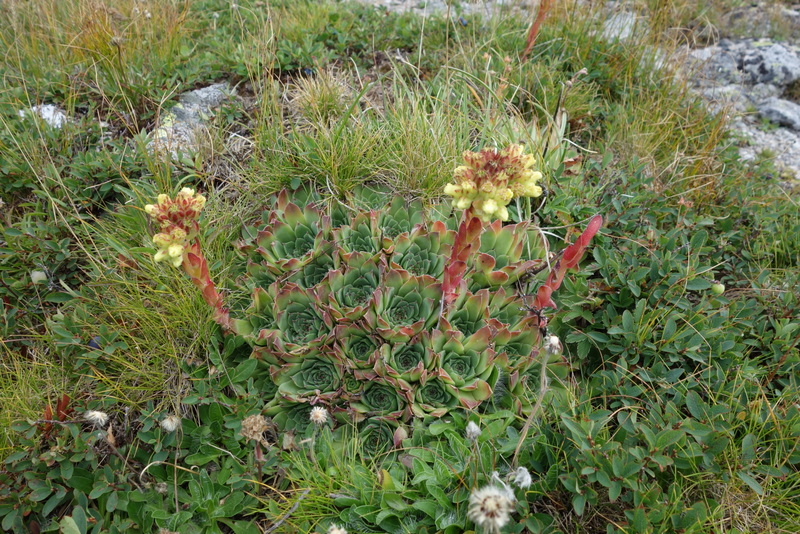 heuffelii from Hridski krš