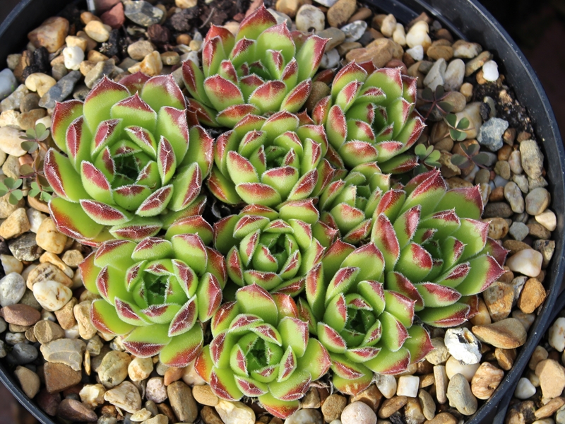 heuffelii (bulgaricum)