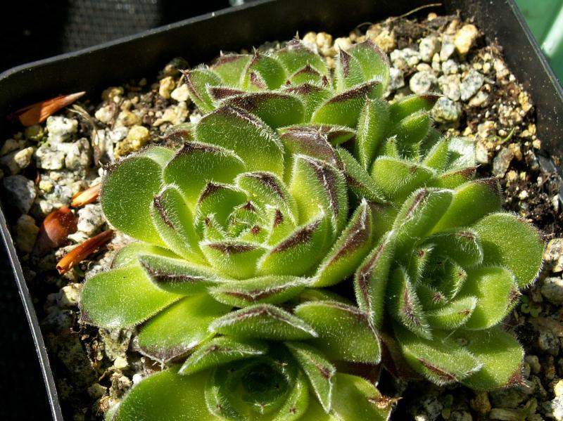 heuffelii (bulgaricum)